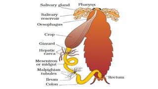 Cockroach Anatomy Representing its internal structure for Class XI CBSE ...