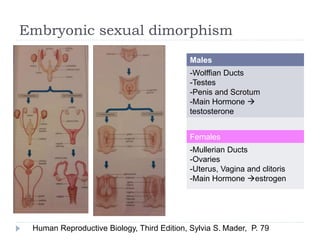 The Hypothalamus involvement in the sexual dimorphism | PPTX