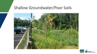 Shallow Groundwater/Poor Soils
 