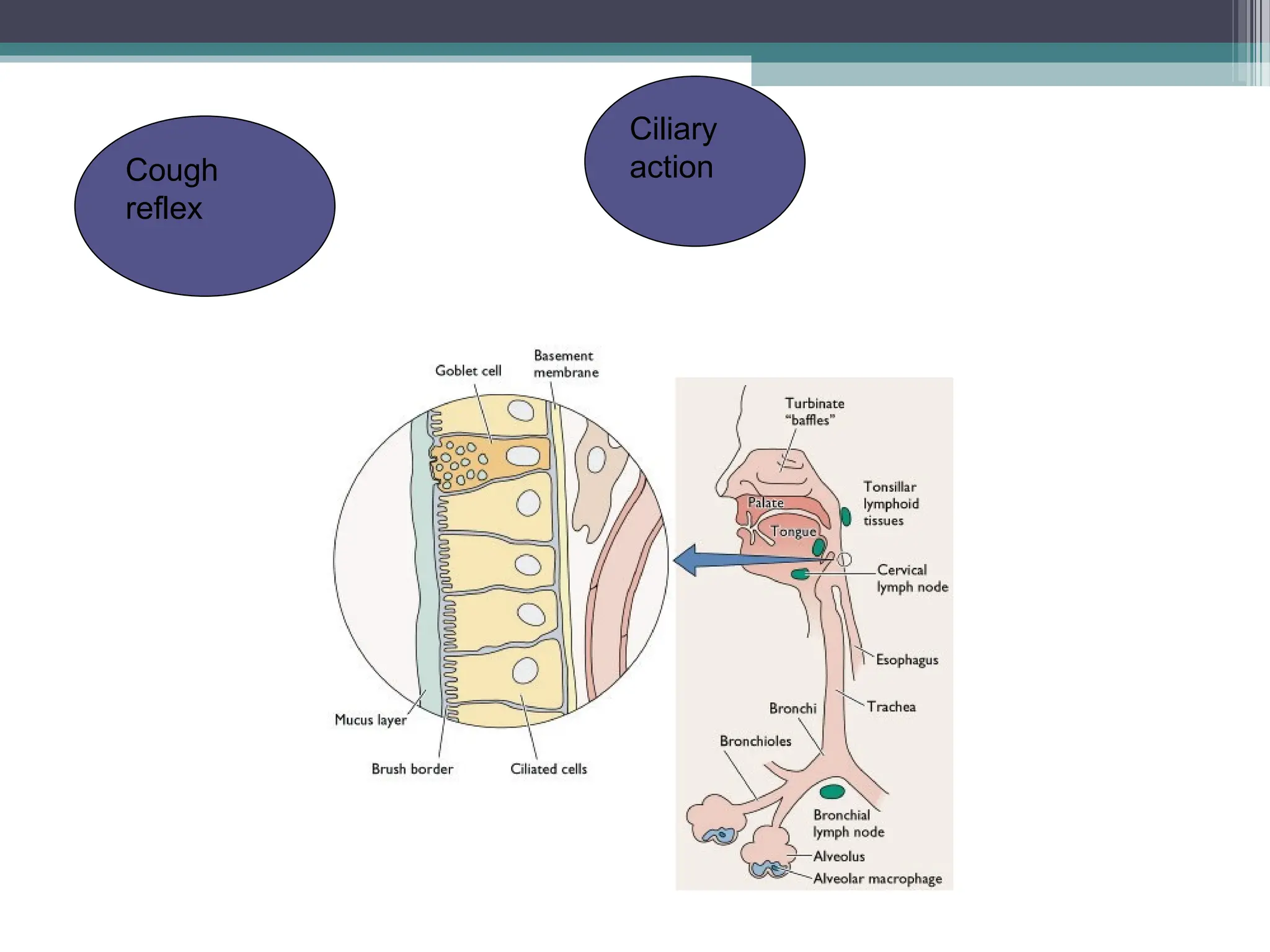 Ciliary
action
Cough
reflex
 