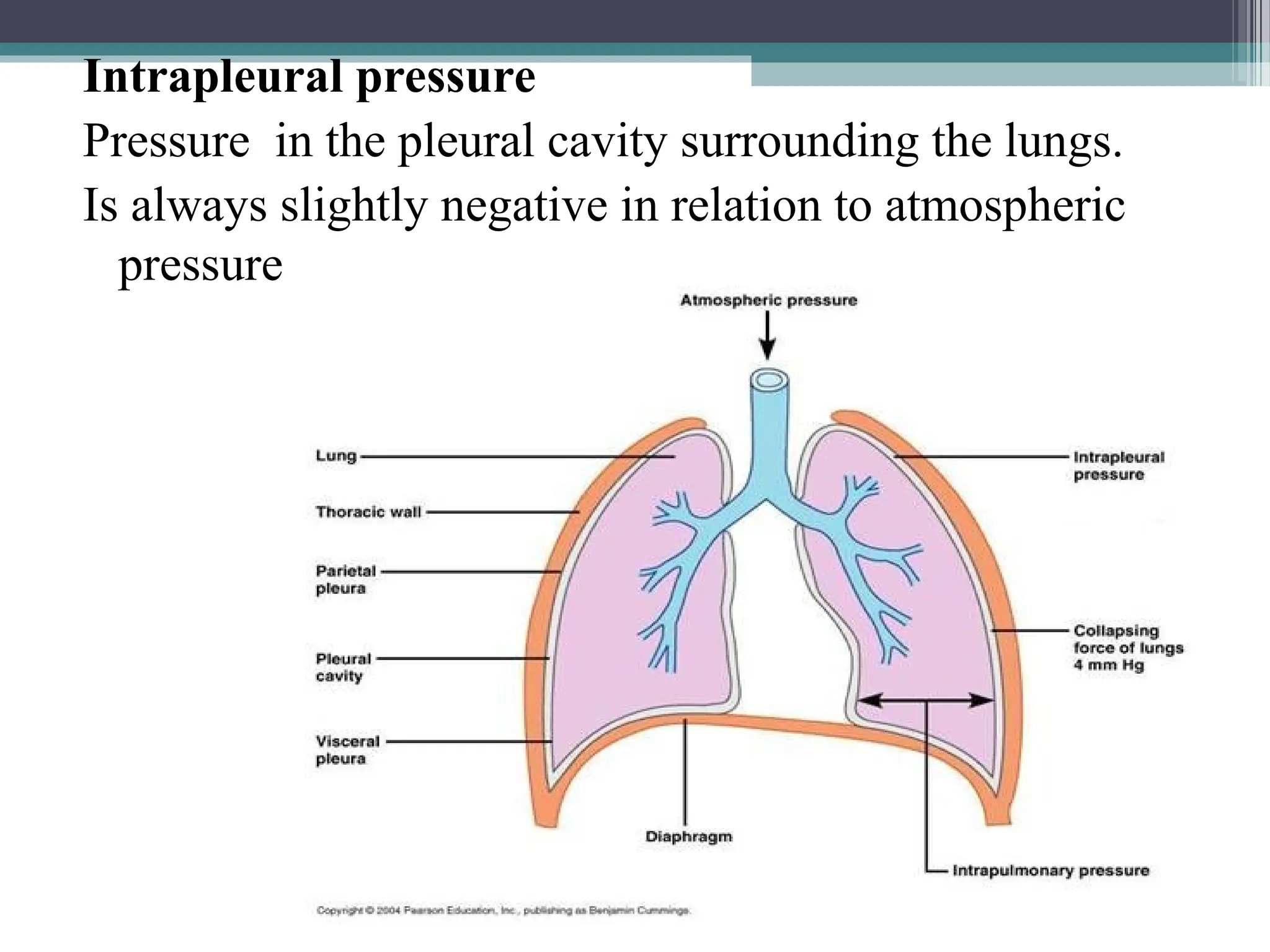 Intrapleural pressure
Pressure in the pleural cavity surrounding the lungs.
Is always slightly negative in relation to atmospheric
pressure
 