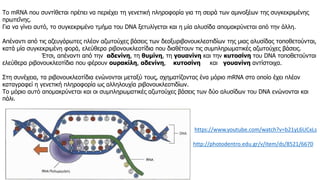 Το mRNA που συντίθεται πρέπει να περιέχει τη γενετική πληροφορία για τη σειρά των αμινοξέων της συγκεκριμένης
πρωτεΐνης.
Για να γίνει αυτό, το συγκεκριμένο τμήμα του DNA ξετυλίγεται και η μία αλυσίδα απομακρύνεται από την άλλη.
Απέναντι από τις αζευγάρωτες πλέον αζωτούχες βάσεις των δεοξυριβονουκλεοτιδίων της μιας αλυσίδας τοποθετούνται,
κατά μία συγκεκριμένη φορά, ελεύθερα ριβονουκλεοτίδια που διαθέτουν τις συμπληρωματικές αζωτούχες βάσεις.
Έτσι, απέναντι από την αδενίνη, τη θυμίνη, τη γουανίνη και την κυτοσίνη του DNA τοποθετούνται
ελεύθερα ριβονουκλεοτίδια που φέρουν ουρακίλη, αδενίνη, κυτοσίνη και γουανίνη αντίστοιχα.
Στη συνέχεια, τα ριβονουκλεοτίδια ενώνονται μεταξύ τους, σχηματίζοντας ένα μόριο mRNA στο οποίο έχει πλέον
καταγραφεί η γενετική πληροφορία ως αλληλουχία ριβονουκλεοτιδίων.
Το μόριο αυτό απομακρύνεται και οι συμπληρωματικές αζωτούχες βάσεις των δύο αλυσίδων του DNA ενώνονται και
πάλι.
https://www.youtube.com/watch?v=b21yL6UCxLs
http://photodentro.edu.gr/v/item/ds/8521/6670
 