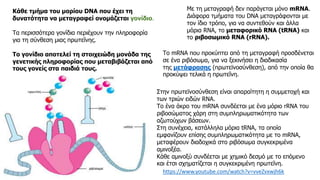 Κάθε τμήμα του μορίου DNA που έχει τη
δυνατότητα να μεταγραφεί ονομάζεται γονίδιο.
Τα περισσότερα γονίδια περιέχουν την πληροφορία
για τη σύνθεση μιας πρωτεΐνης.
Το γονίδιο αποτελεί τη στοιχειώδη μονάδα της
γενετικής πληροφορίας που μεταβιβάζεται από
τους γονείς στα παιδιά τους.
Με τη μεταγραφή δεν παράγεται μόνο mRNA.
Διάφορα τμήματα του DNA μεταγράφονται με
τον ίδιο τρόπο, για να συντεθούν και άλλα
μόρια RNA, το μεταφορικό RNA (tRNA) και
το ριβοσωμικό RNA (rRNA).
Το mRNA που προκύπτει από τη μεταγραφή προσδένεται
σε ένα ριβόσωμα, για να ξεκινήσει η διαδικασία
της μετάφρασης (πρωτεϊνοσύνθεση), από την οποία θα
προκύψει τελικά η πρωτεΐνη.
Στην πρωτεϊνοσύνθεση είναι απαραίτητη η συμμετοχή και
των τριών ειδών RNA.
Το ένα άκρο του mRNA συνδέεται με ένα μόριο rRNA του
ριβοσώματος χάρη στη συμπληρωματικότητα των
αζωτούχων βάσεων.
Στη συνέχεια, κατάλληλα μόρια tRNA, τα οποία
εμφανίζουν επίσης συμπληρωματικότητα με το mRNA,
μεταφέρουν διαδοχικά στο ριβόσωμα συγκεκριμένα
αμινοξέα.
Κάθε αμινοξύ συνδέεται με χημικό δεσμό με το επόμενο
και έτσι σχηματίζεται η συγκεκριμένη πρωτεΐνη.
https://www.youtube.com/watch?v=vveZvxwjh6k
 