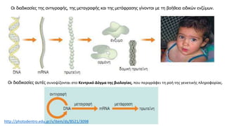 Οι διαδικασίες της αντιγραφής, της μεταγραφής και της μετάφρασης γίνονται με τη βοήθεια ειδικών ενζύμων.
Οι διαδικασίες αυτές συνοψίζονται στο Κεντρικό Δόγμα της βιολογίας, που περιγράφει τη ροή της γενετικής πληροφορίας.
http://photodentro.edu.gr/v/item/ds/8521/3098
 