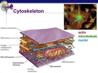 Cytoskeleton



                        actin
                        microtubule
                        nuclei




AP Biology
 