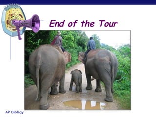 End of the Tour




AP Biology
 