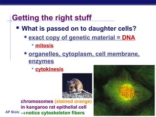 Getting the right stuff
     What is passed on to daughter cells?
           exact copy of genetic material = DNA
             mitosis
           organelles, cytoplasm, cell membrane,
            enzymes
             cytokinesis




         chromosomes (stained orange)
         in kangaroo rat epithelial cell
         →notice cytoskeleton fibers
AP Biology
 