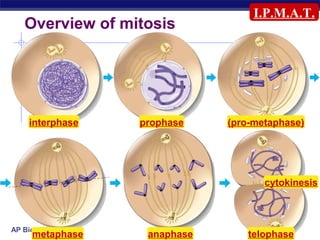 I.P.M.A.T.
   Overview of mitosis




    interphase   prophase    (pro-metaphase)




                                    cytokinesis



AP Biology
     metaphase    anaphase       telophase
 