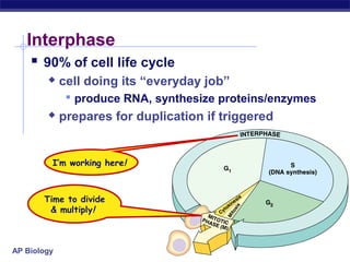 Interphase
     90% of cell life cycle
            cell doing its “everyday job”
               produce RNA, synthesize proteins/enzymes
            prepares for duplication if triggered


         I’m working here!



       Time to divide
        & multiply!



AP Biology
 