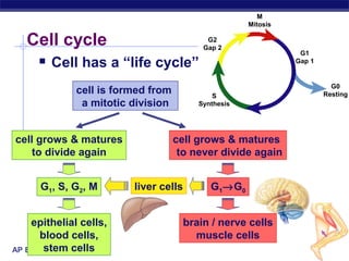 M
                                                      Mitosis

   Cell cycle                               G2
                                           Gap 2
                                                                 G1
     Cell has a “life cycle”                                   Gap 1


                                                                          G0
              cell is formed from             S                         Resting
               a mitotic division         Synthesis




cell grows & matures                cell grows & matures
    to divide again                  to never divide again


      G1, S, G2, M       liver cells         G1→G0


    epithelial cells,                  brain / nerve cells
       blood cells,                      muscle cells
        stem cells
AP Biology
 