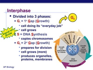 Interphase
       Divided into 3 phases:                      G0
                G1 = 1st Gap (Growth)
                   cell doing its “everyday job”
         o         cell grows
   n al te
sig ivid        S = DNA Synthesis
  d
                   copies chromosomes
                G2 = 2nd Gap (Growth)
                   prepares for division
                   cell grows (more)
                   produces organelles,
                   proteins, membranes

AP Biology
 