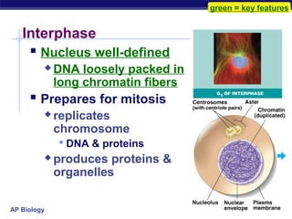 green = key features


   Interphase
      Nucleus well-defined
            DNA loosely packed in
             long chromatin fibers
      Prepares for mitosis
            replicates
             chromosome
              DNA & proteins
            produces proteins &
             organelles

AP Biology
 