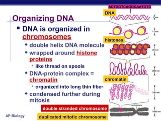 ACTGGTCAGGCAATGTC
                                                DNA
   Organizing DNA
      DNA is organized in
        chromosomes                             histones
          double helix DNA molecule
          wrapped around histone

           proteins
              like thread on spools
            DNA-protein complex =
             chromatin                          chromatin
              organized into long thin fiber
            condensed further during
             mitosis
                  double stranded chromosome
AP Biology      duplicated mitotic chromosome
 