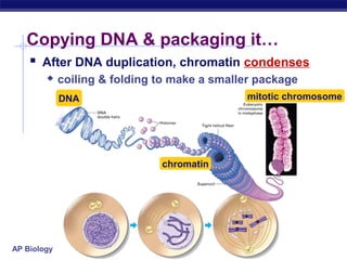 Copying DNA & packaging it…
     After DNA duplication, chromatin condenses
            coiling & folding to make a smaller package
             DNA                              mitotic chromosome




                               chromatin




AP Biology
 