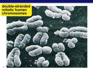 double-stranded
mitotic human
chromosomes




AP Biology
 