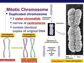 Mitotic Chromosome
      Duplicated chromosome
           2 sister chromatids
           narrow at centromeres

           contain identical

            copies of original DNA
 homologous         homologous
chromosomes        chromosomes




                  sister chromatids
single-stranded
   AP Biology     double-stranded     homologous = “same information”
 
