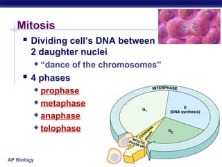 Mitosis
     Dividing cell’s DNA between
        2 daughter nuclei
            “dance of the chromosomes”
      4 phases
          prophase
          metaphase

          anaphase

          telophase




AP Biology
 