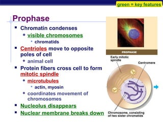 green = key features


   Prophase
     Chromatin condenses
            visible chromosomes
               chromatids
     Centrioles move to opposite
       poles of cell
            animal cell
     Protein fibers cross cell to form
       mitotic spindle
            microtubules
               actin, myosin
            coordinates movement of
             chromosomes
     Nucleolus disappears
     Nuclear membrane breaks down
AP Biology
 