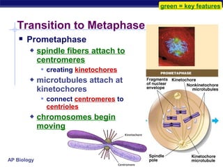 green = key features


   Transition to Metaphase
     Prometaphase
            spindle fibers attach to
             centromeres
               creating kinetochores
            microtubules attach at
             kinetochores
               connect centromeres to
               centrioles
            chromosomes begin
             moving



AP Biology
 