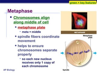 green = key features


   Metaphase
      Chromosomes align
        along middle of cell
            metaphase plate
              meta = middle
          spindle fibers coordinate
           movement
          helps to ensure

           chromosomes separate
           properly
              so each new nucleus
               receives only 1 copy of
               each chromosome
AP Biology
 