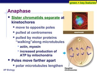 green = key features


   Anaphase
    Sister chromatids separate at
       kinetochores
         move to opposite poles
         pulled at centromeres

         pulled by motor proteins

          “walking”along microtubules
               actin, myosin
               increased production of
               ATP by mitochondria
    Poles move farther apart
            polar microtubules lengthen
AP Biology
 