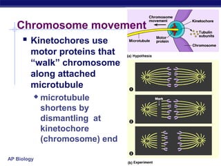Chromosome movement
     Kinetochores use
        motor proteins that
        “walk” chromosome
        along attached
        microtubule
            microtubule
             shortens by
             dismantling at
             kinetochore
             (chromosome) end

AP Biology
 