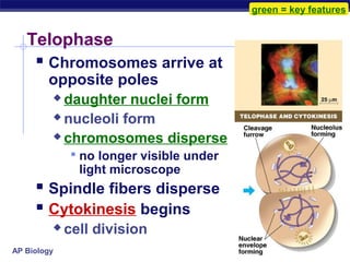 green = key features


   Telophase
      Chromosomes arrive at
        opposite poles
          daughter nuclei form
          nucleoli form

          chromosomes disperse

               no longer visible under
               light microscope
      Spindle fibers disperse
      Cytokinesis begins
            cell division
AP Biology
 