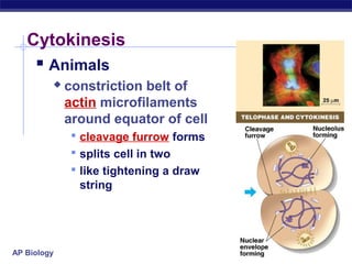 Cytokinesis
      Animals
            constriction belt of
             actin microfilaments
             around equator of cell
               cleavage furrow forms
               splits cell in two
               like tightening a draw
               string




AP Biology
 