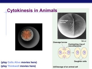 Cytokinesis in Animals




(play Cells Alive movies here)
(playBiology
  AP Thinkwell movies here)
 