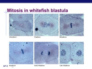 Mitosis in whitefish blastula




AP Biology
 