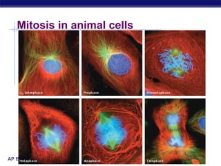 Mitosis in animal cells




AP Biology
 