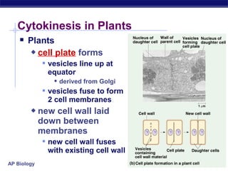 Cytokinesis in Plants
     Plants
            cell plate forms
               vesicles line up at
               equator
                  derived from Golgi
               vesicles fuse to form
               2 cell membranes
            new cell wall laid
             down between
             membranes
               new cell wall fuses
               with existing cell wall
AP Biology
 