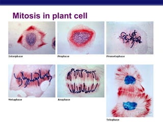 Mitosis in plant cell




AP Biology
 