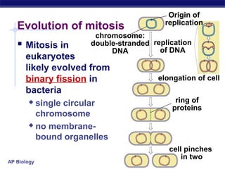 Origin of
                                         replication
   Evolution of mitosis
                      chromosome:
    Mitosis in      double-stranded replication
                          DNA          of DNA
      eukaryotes
      likely evolved from
      binary fission in                elongation of cell
      bacteria
        single circular                    ring of
                                           proteins
         chromosome
        no membrane-

         bound organelles
                                          cell pinches
                                              in two
AP Biology
 