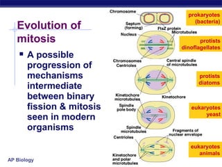 prokaryotes
                               (bacteria)
   Evolution of
   mitosis                        protists
                           dinoflagellates
    A possible
       progression of
       mechanisms                protists
                                 diatoms
       intermediate
       between binary
       fission & mitosis      eukaryotes
                                   yeast
       seen in modern
       organisms
                              eukaryotes
                                 animals
AP Biology
 
