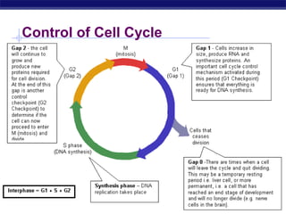 Control of Cell Cycle




AP Biology
 