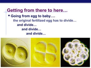 Getting from there to here…
     Going from egg to baby….
         the original fertilized egg has to divide…
           and divide…
               and divide…
                  and divide…




AP Biology
 