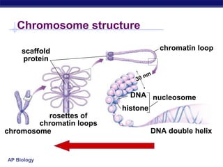 Chromosome structure

     scaffold                           chromatin loop
     protein

                                n   m
                             30

                            DNA nucleosome
                          histone
          rosettes of
        chromatin loops
chromosome                          DNA double helix


AP Biology
 