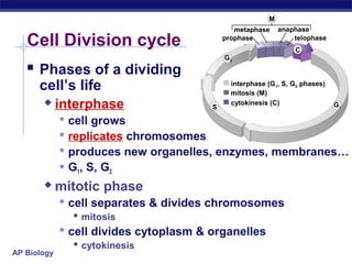 M
                                              metaphase     anaphase

   Cell Division cycle                     prophase             telophase
                                                                C
                                           G2
    Phases of a dividing
      cell’s life                            interphase (G1, S, G2 phases)
                                             mitosis (M)
            interphase                S
                                             cytokinesis (C)                 G1

                cell grows
                replicates chromosomes
                produces new organelles, enzymes, membranes…
                G1, S, G2
            mitotic phase
              cell separates & divides chromosomes
                 mitosis
              cell divides cytoplasm & organelles
                 cytokinesis
AP Biology
 