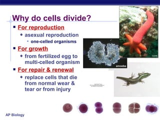 Why do cells divide?
    For reproduction
            asexual reproduction
              one-celled organisms
    For growth
            from fertilized egg to
             multi-celled organism
                                                                           amoeba
    For repair & renewal
            replace cells that die
             from normal wear &                  QuickTime™ and a
                                      TIFF (Uncompressed) decompressor
                                         are needed to see this picture.



             tear or from injury



AP Biology
 