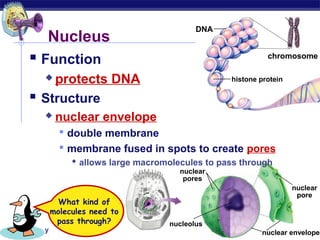 DNA
         Nucleus
     Function                                                 chromosome


        protects DNA
                                                    histone protein

     Structure
             nuclear envelope
                double membrane
                membrane fused in spots to create pores
                   allows large macromolecules to pass through
                                         nuclear
                                          pores
                                                                       nuclear
                                                                        pore
               What kind of
             molecules need to
              pass through?            nucleolus
AP Biology                                                   nuclear envelope
 