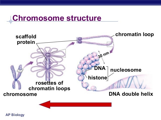 pearson protein scaffold chromosome