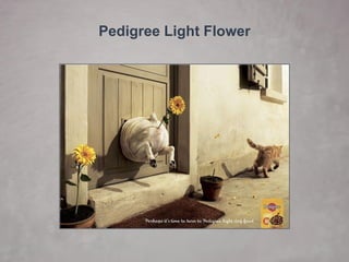 Pedigree Light Flower  