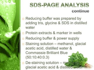  Reducing buffer was prepared by
adding tris, glycine & SDS in distilled
water
 Protein extracts & marker in wells
 Reducing buffer & power supply
 Staining solution – methanol, glacial
acetic acid, distilled water &
Commassie Brilliant Blue
(50:10:40:0.3)
 De-staining solution – methanol,
glacial acetic acid & distilled water
 