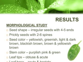 RESULTS
MORPHOLOGICAL STUDY
 Seed shape – irregular seeds with 4-5 ends
 Prickly seeds with 2-6 spines
 Seed color – yellowish, greenish, light & dark
brown, blackish brown, brown & yellowish
brown
 Stem color – purplish pink & green
 Leaf tips – obtuse & acute
 