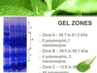 GEL ZONES
 Zone A – 53.7 to 91.2 kDa
 5 polymorphic,1
monomorphic
 Zone B – 29.5 to 50.1 kDa
 4 polymorphic, 3
monomorphic
 Zone C – 12.6 to 28.2 kDa
 