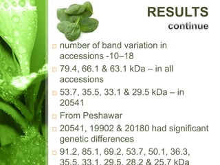 RESULTS
 number of band variation in
accessions -10–18
 79.4, 66.1 & 63.1 kDa – in all
accessions
 53.7, 35.5, 33.1 & 29.5 kDa – in
20541
 From Peshawar
 20541, 19902 & 20180 had significant
genetic differences
 91.2, 85.1, 69.2, 53.7, 50.1, 36.3,
 