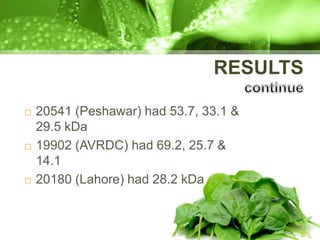 RESULTS
 20541 (Peshawar) had 53.7, 33.1 &
29.5 kDa
 19902 (AVRDC) had 69.2, 25.7 &
14.1
 20180 (Lahore) had 28.2 kDa
 