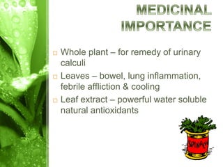  Whole plant – for remedy of urinary
calculi
 Leaves – bowel, lung inflammation,
febrile affliction & cooling
 Leaf extract – powerful water soluble
natural antioxidants
 