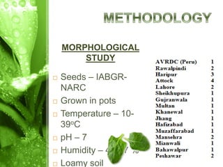 MORPHOLOGICAL
STUDY
 Seeds – IABGR-
NARC
 Grown in pots
 Temperature – 10-
39οC
 pH – 7
 Humidity – 42-67 %
 Loamy soil
 